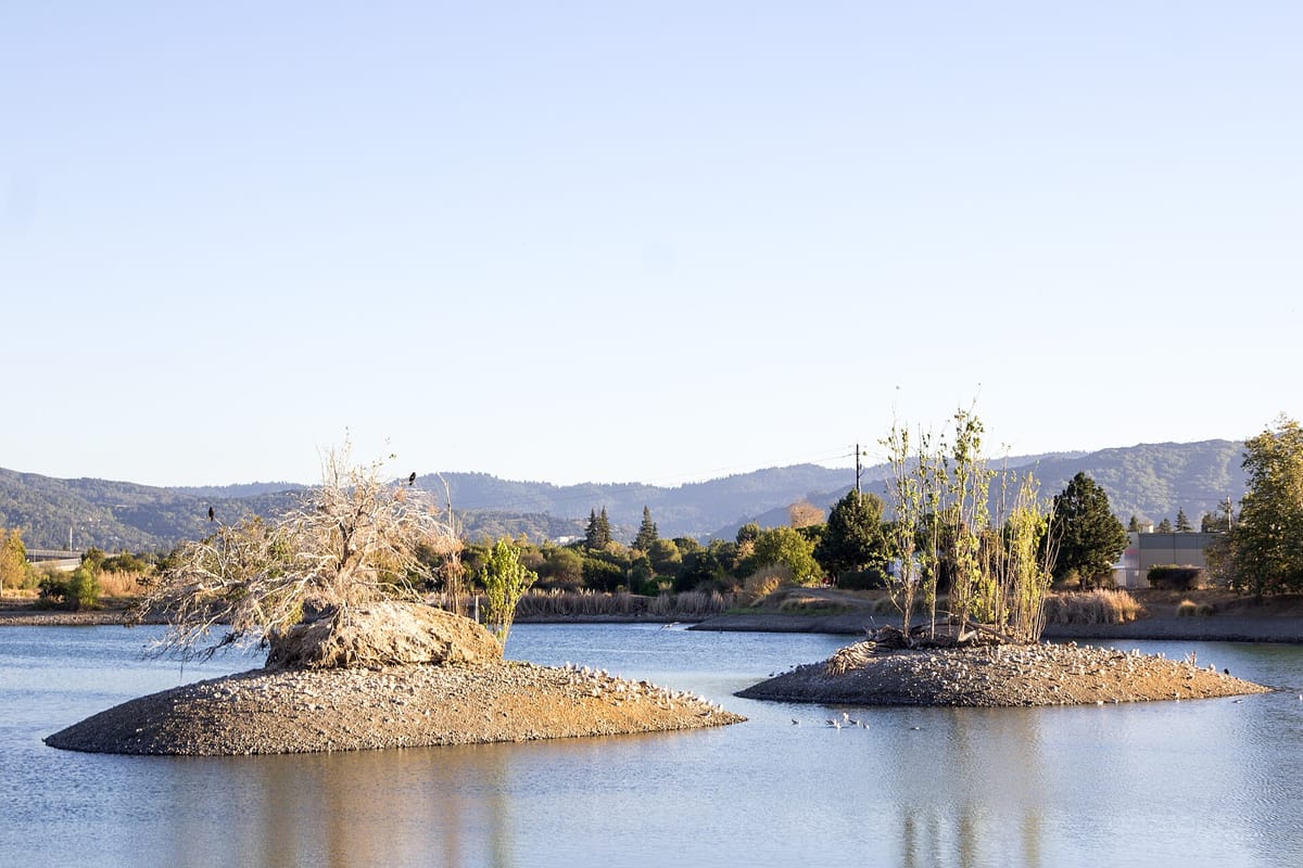 Islands in the ponds at Los Gatos Creek County Park, with hills beyond