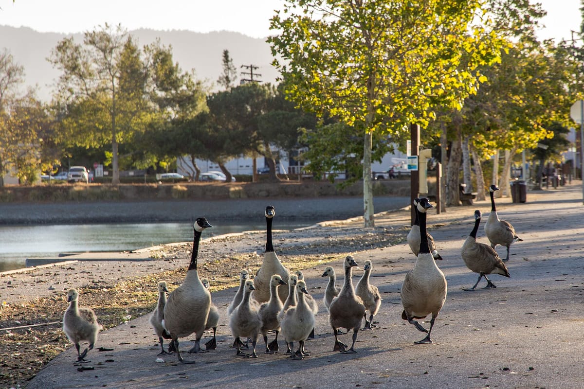 Canada geese on the path beside the ponds at Los Gatos Creek County Park