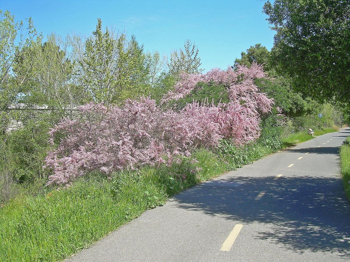 Pink blossom beside the paved Los Gatos Creek Trail in Campbell